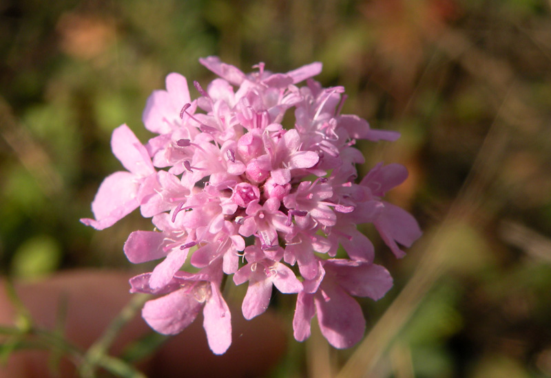 Scabiosa columbaria